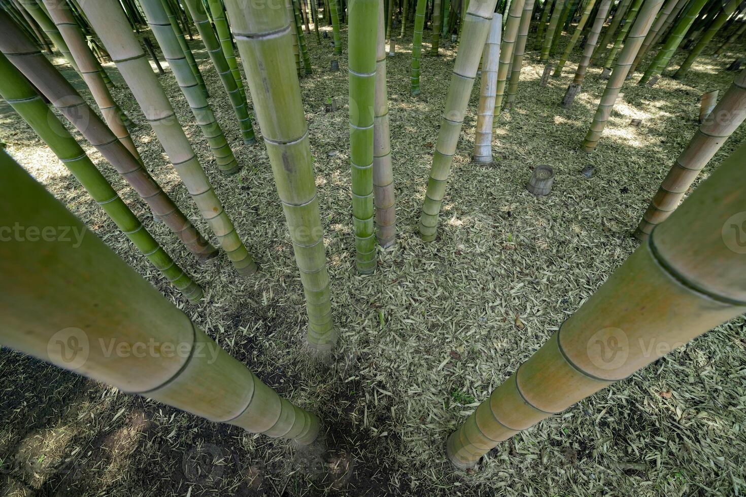 een groen bamboe Woud in voorjaar zonnig dag op zoek naar beneden foto