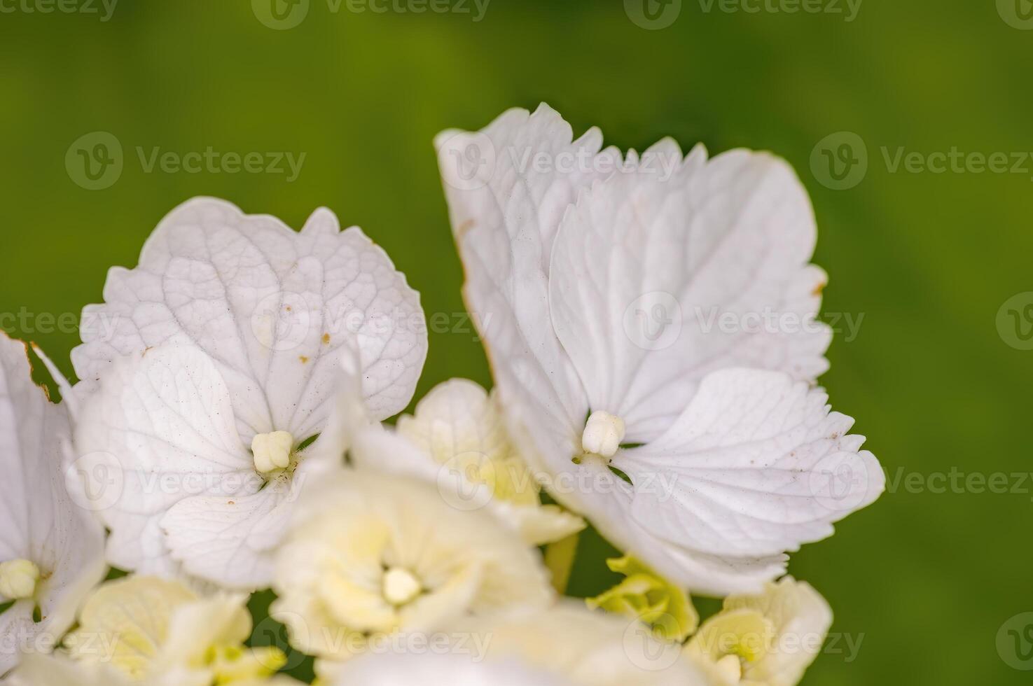 een zacht bloem bloesem in een natuur tuin foto