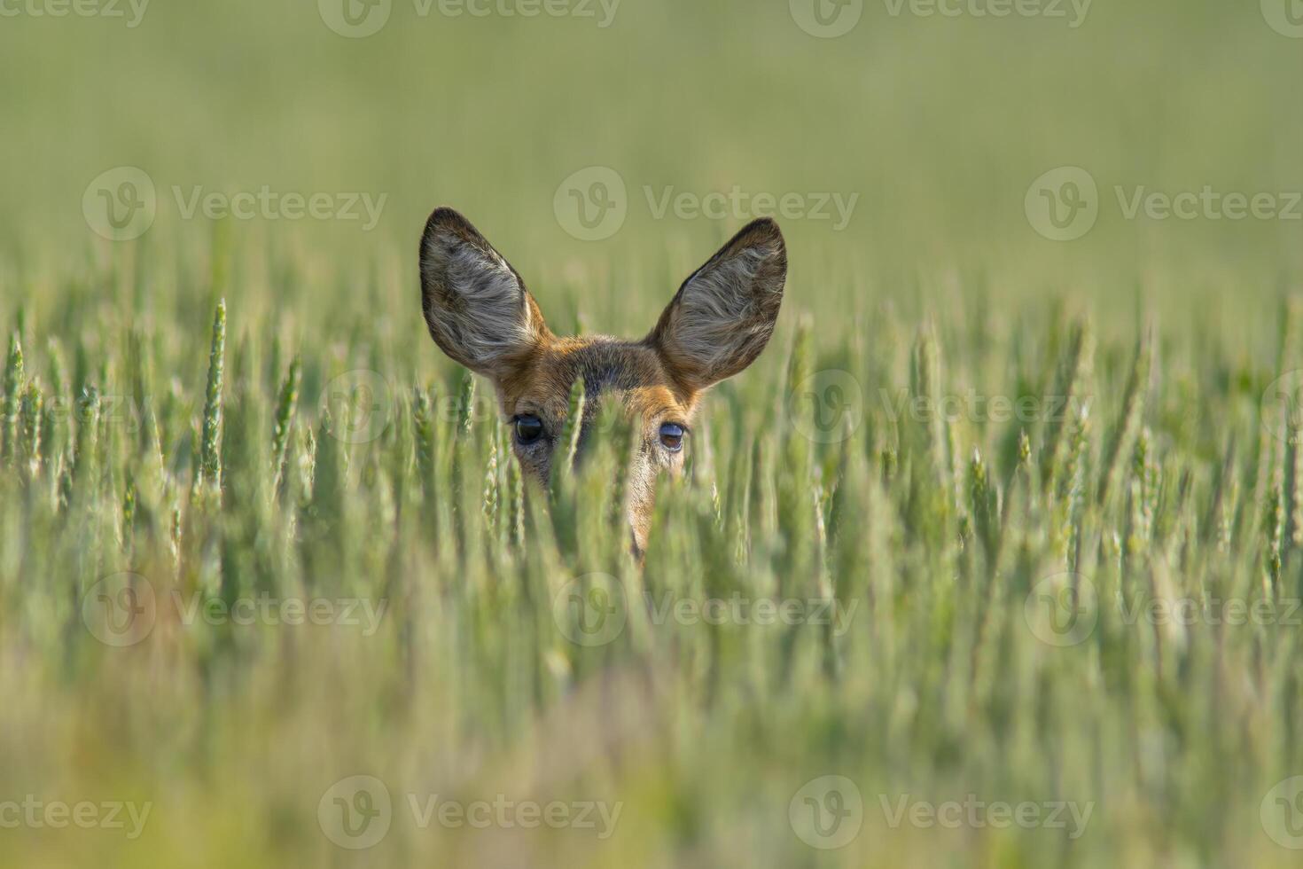 een mooi ree hert doe staat in een groen tarwe veld- in zomer foto