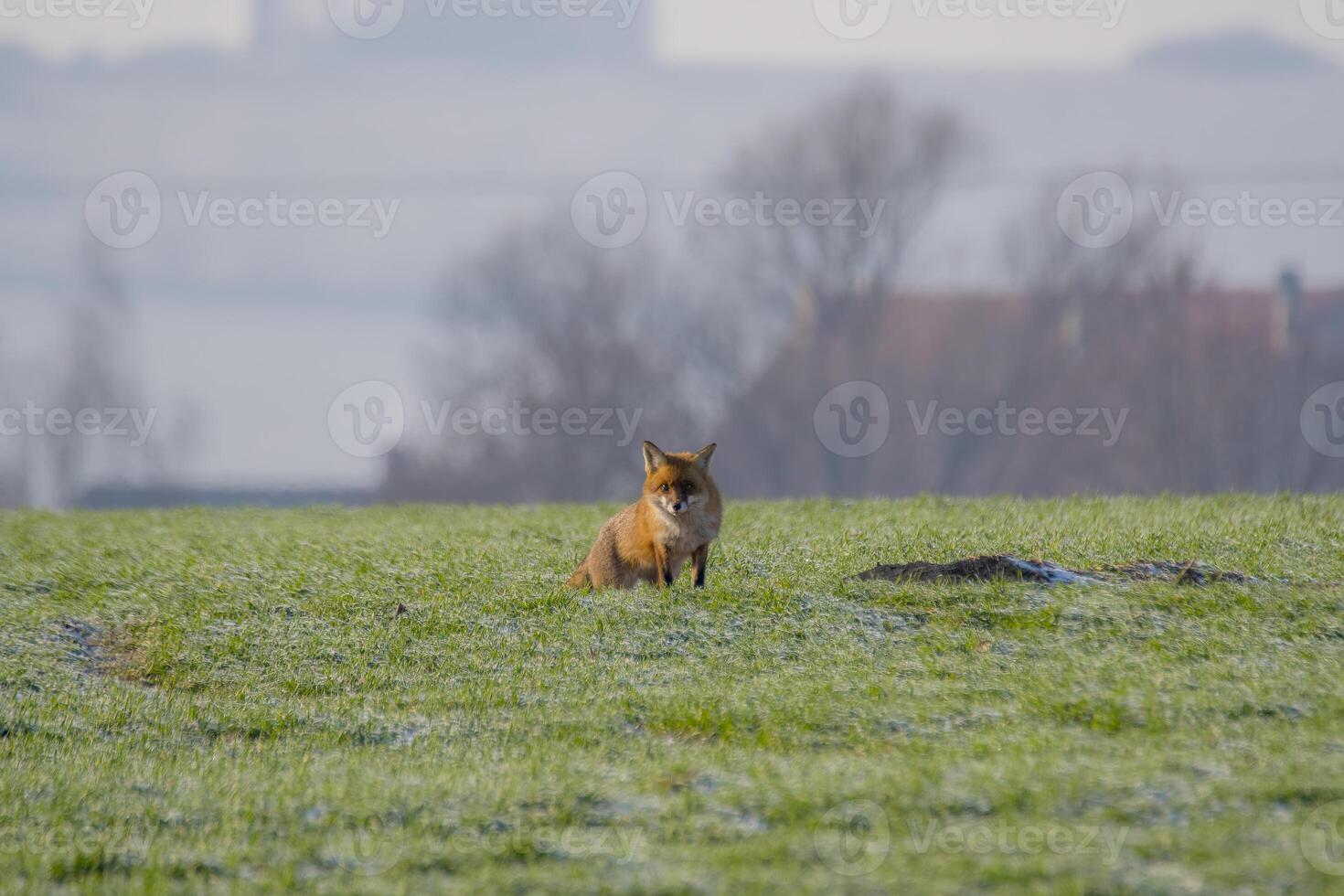 jong vos Bij een vos grot foto