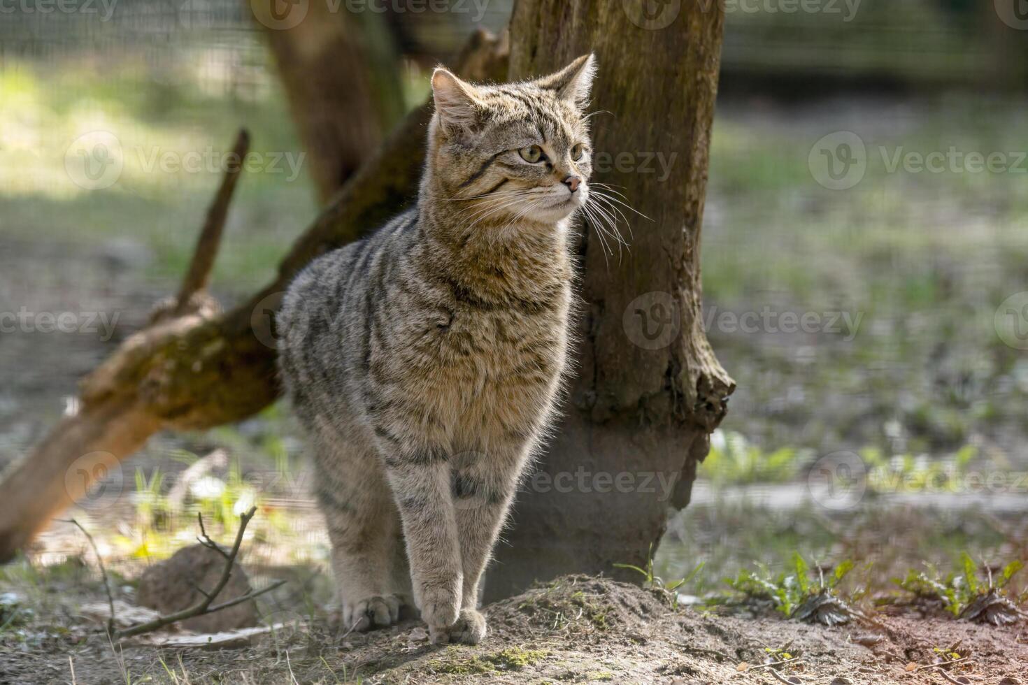 wild kat in de groen seizoen blad Woud foto