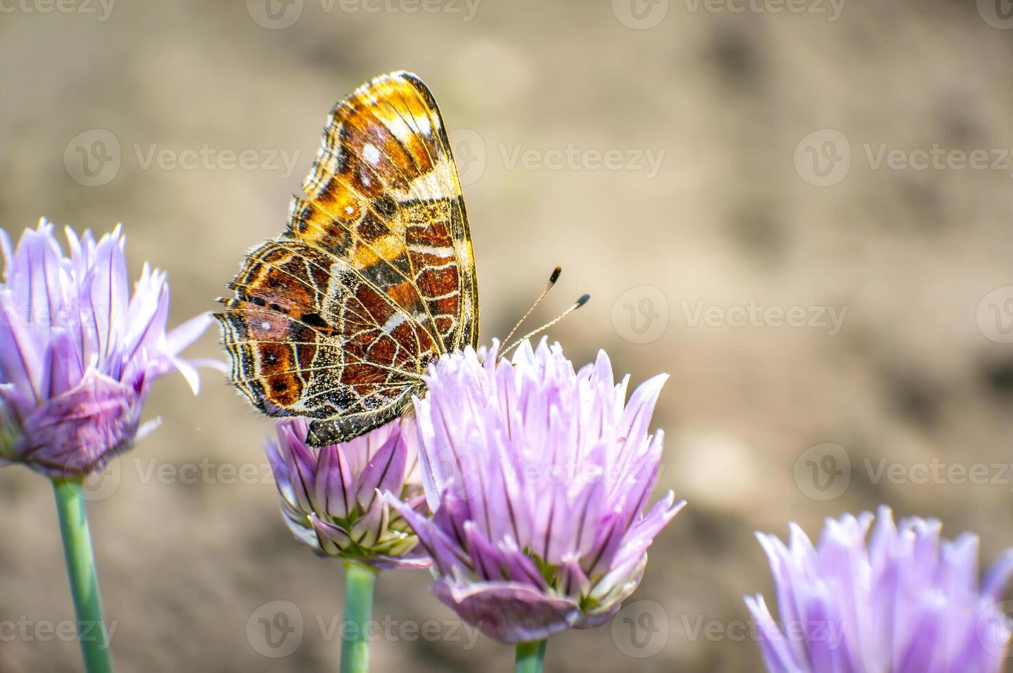 mooi hoor gekleurde vlinder is chillen in mijn seizoen tuin foto