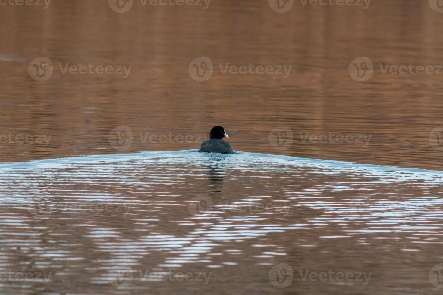 koet zwemt Aan een vijver op zoek voor voedsel foto