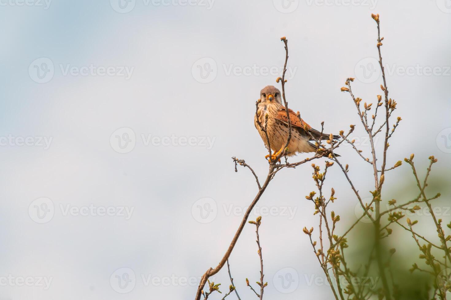 torenvalk horloges natuur en looks voor prooi foto