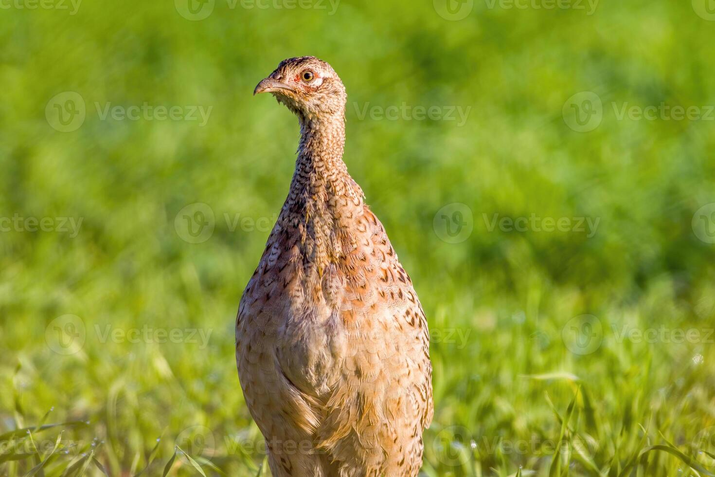 fazant merkt op natuur en looks voor voedsel foto