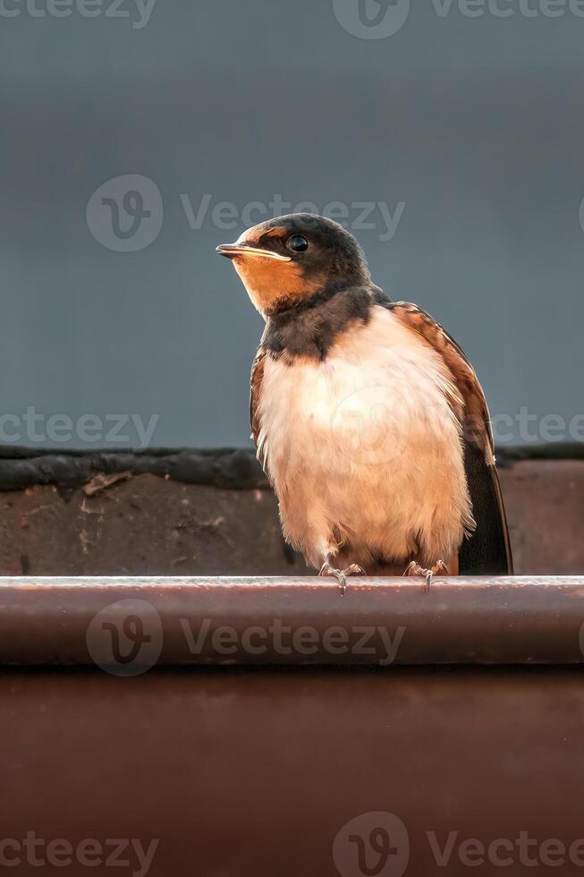 jong schuur slikken Bij voeden foto