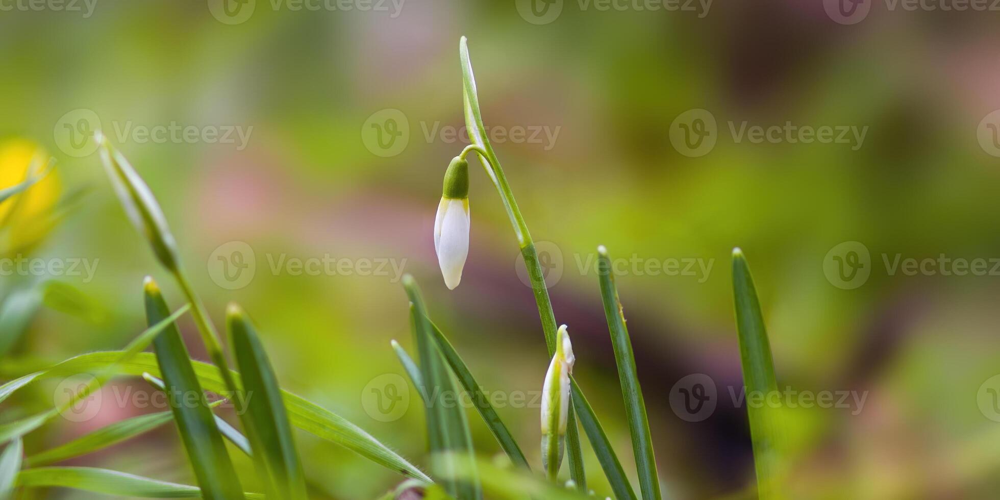 een zacht bloem bloesem in een natuur tuin foto