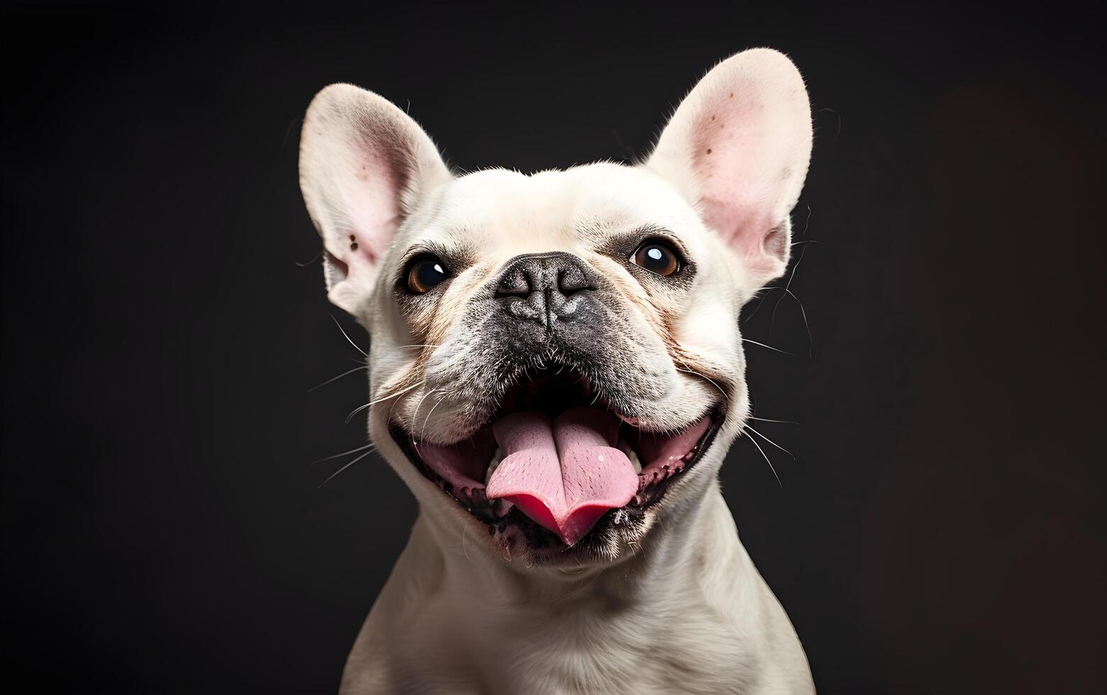 Frans bulldog hond dat heeft geopend haar mond en stokjes uit haar tong foto