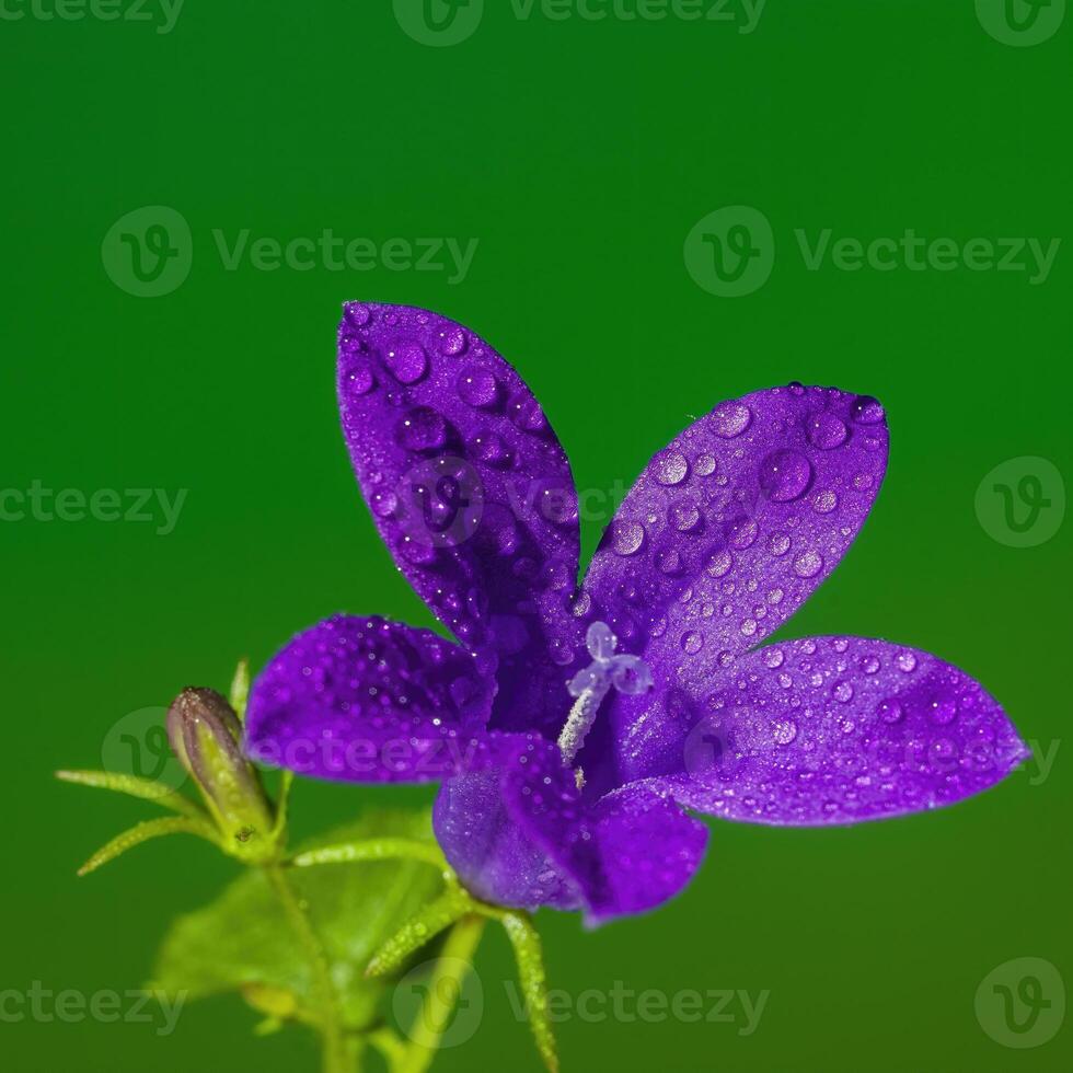 een zacht bloem bloesem in een natuur tuin foto