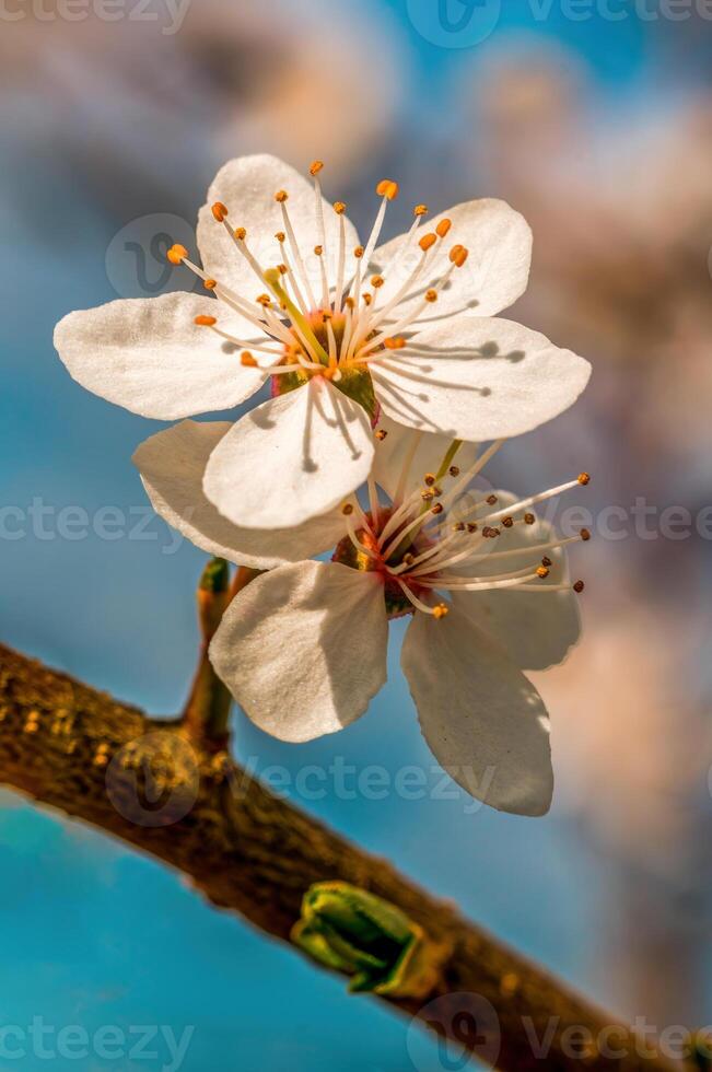 vers voorjaar bloesems Bij de begin van de jaar foto