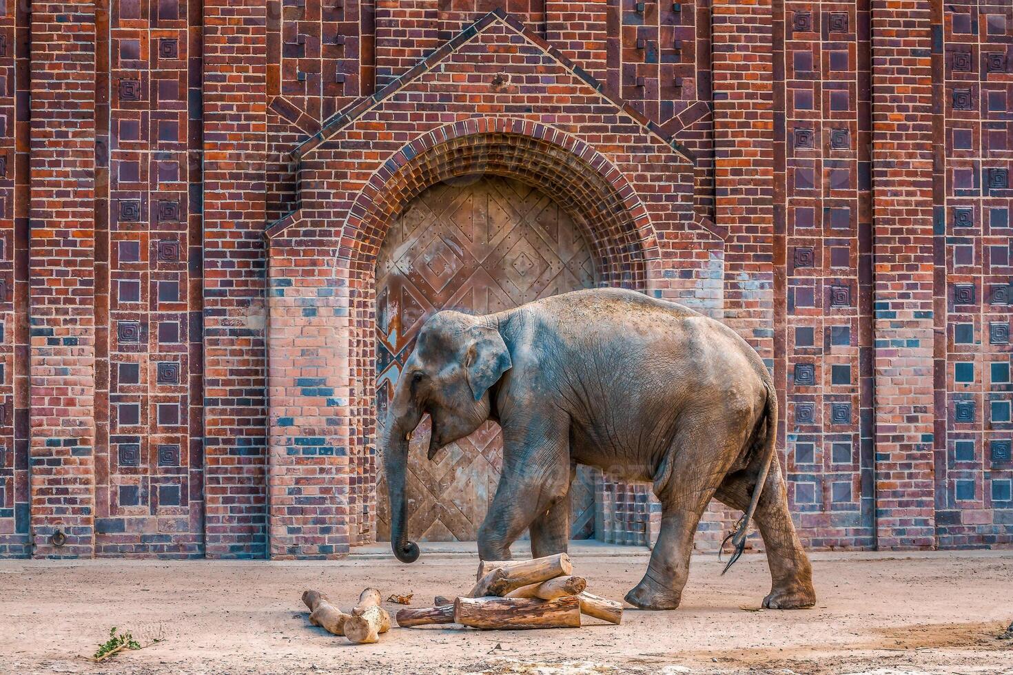 een Indisch olifant Bij de stopcontact foto
