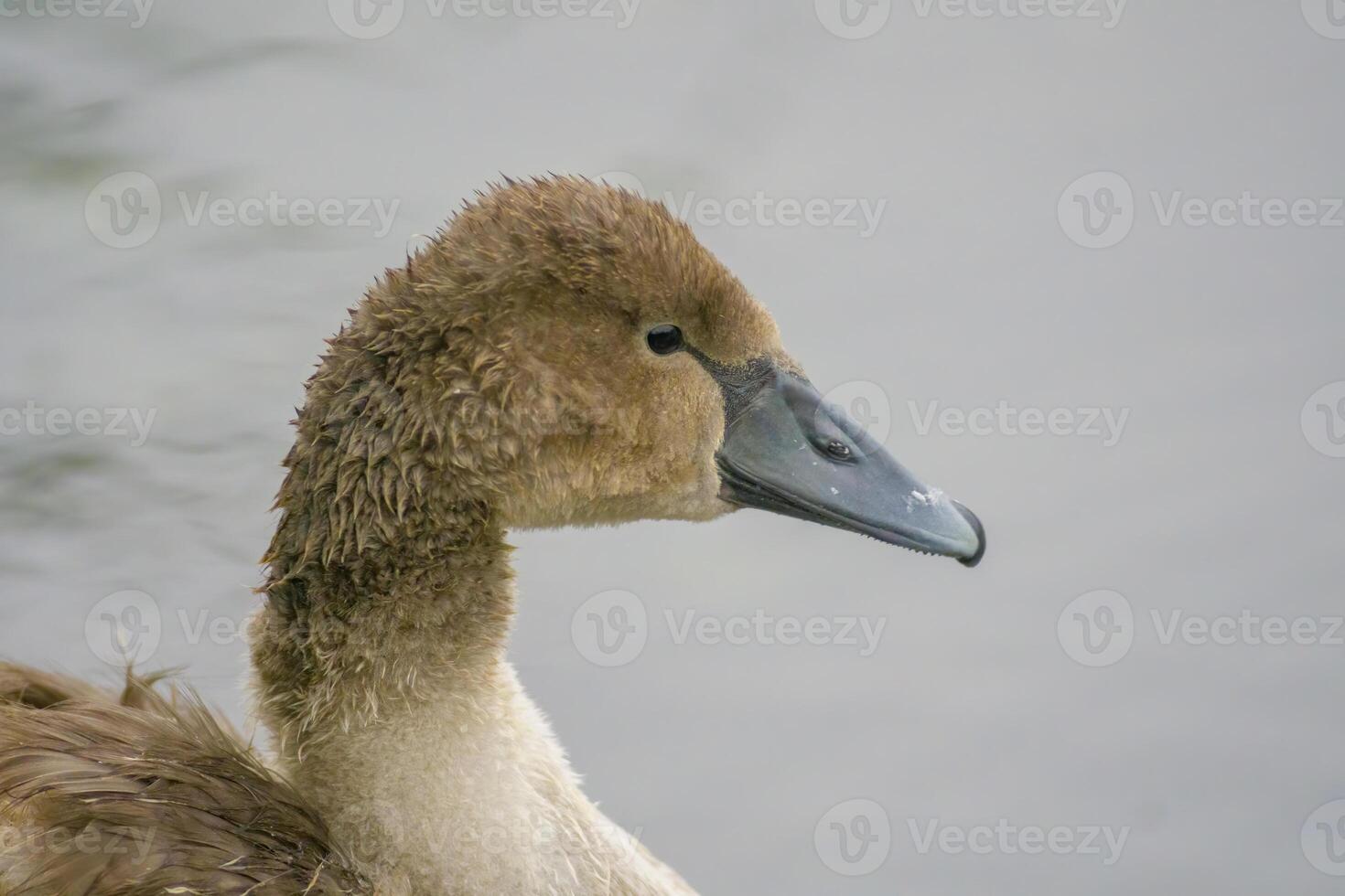 een jong zwaan zwemt elegant Aan een vijver foto