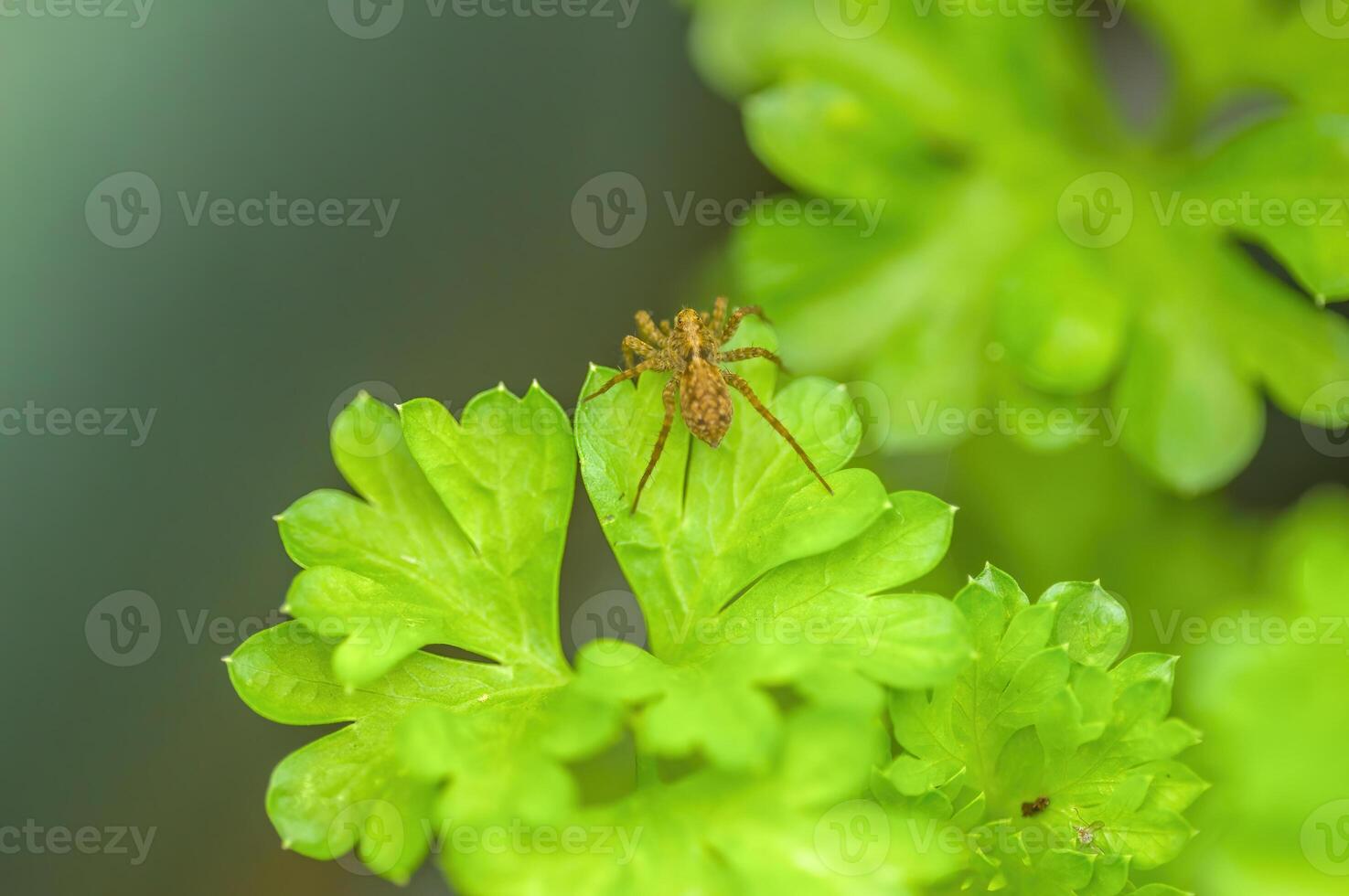 een klein spin insect Aan een fabriek in de weide foto