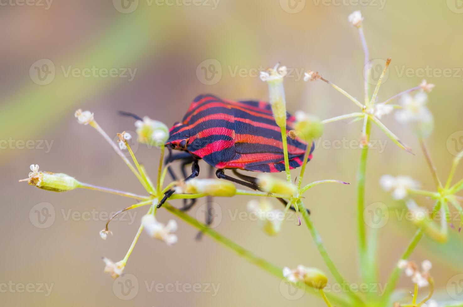 een klein kever insect Aan een fabriek in de weide foto