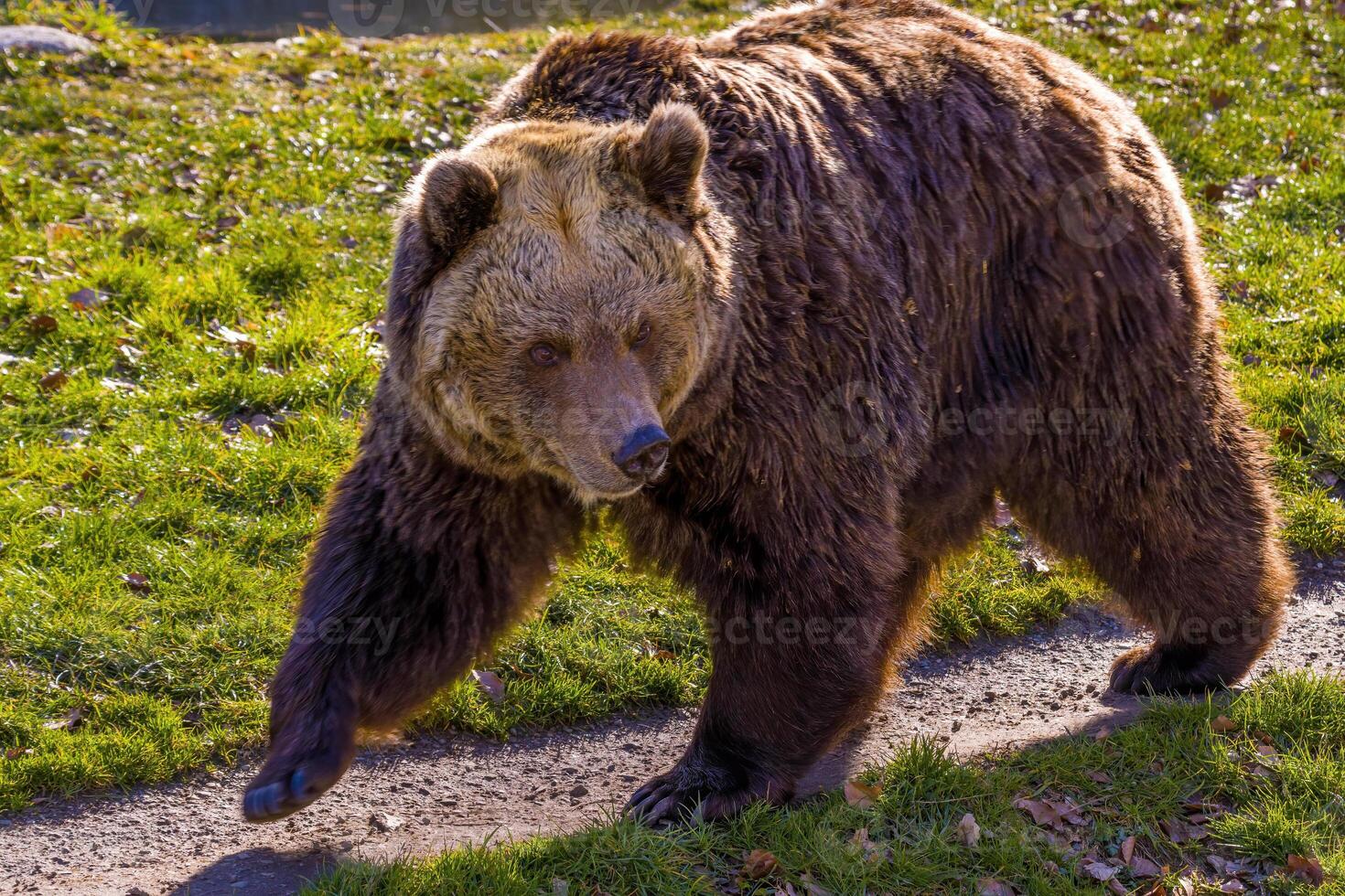 groot bruin beer Bij natuur weide foto