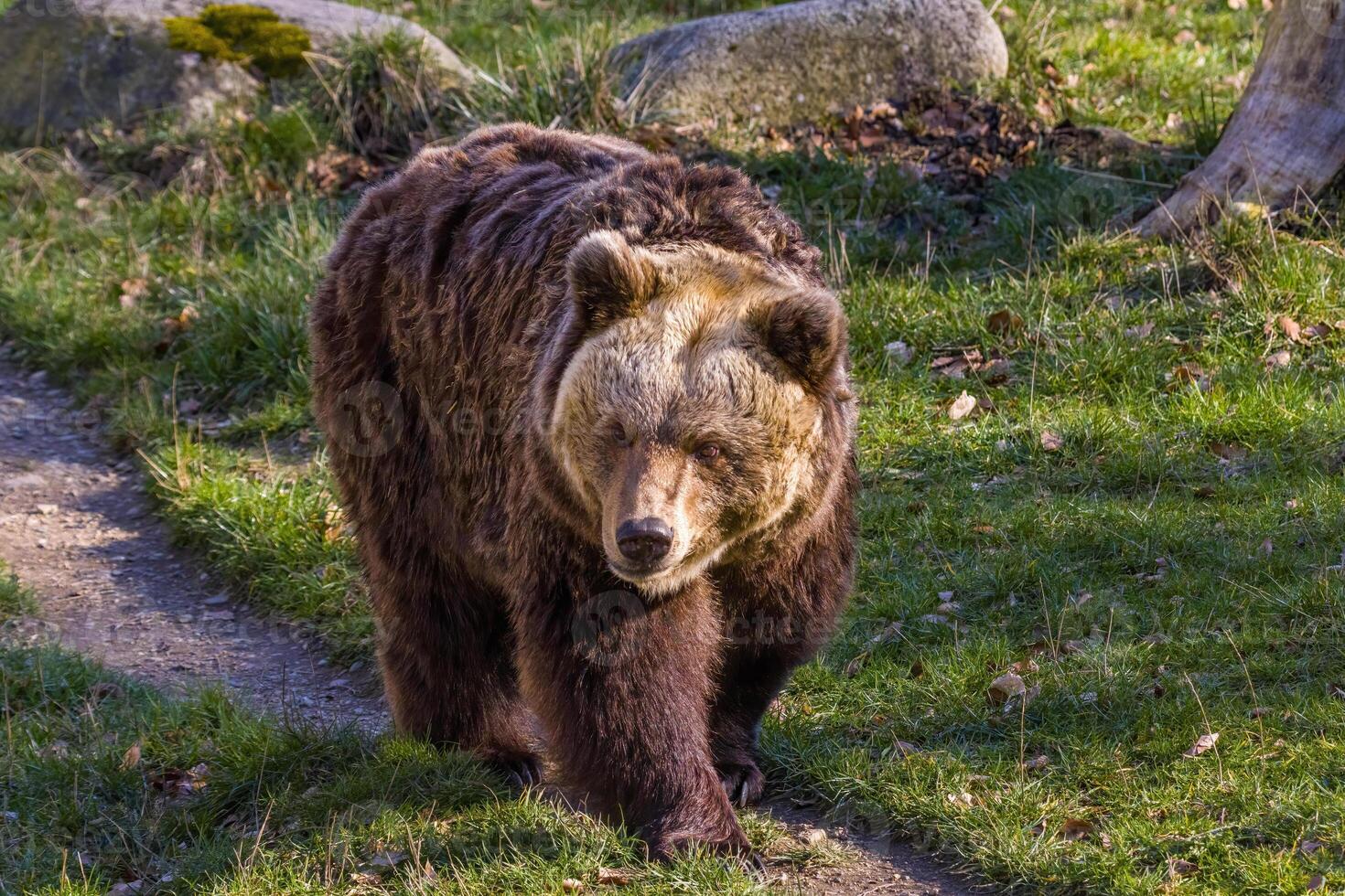 groot bruin beer Bij natuur weide foto