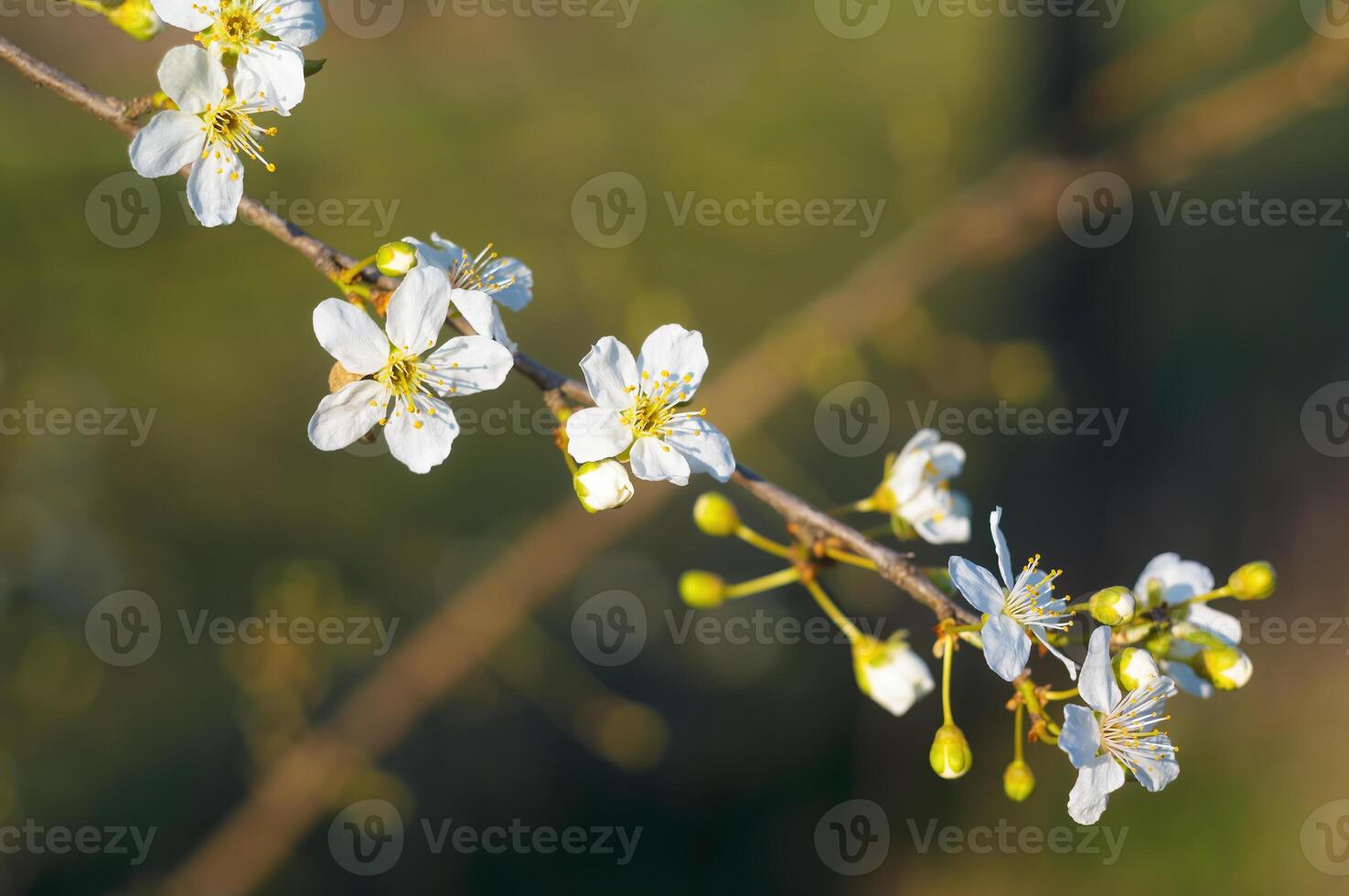 vers voorjaar bloesems Bij de begin van de jaar foto