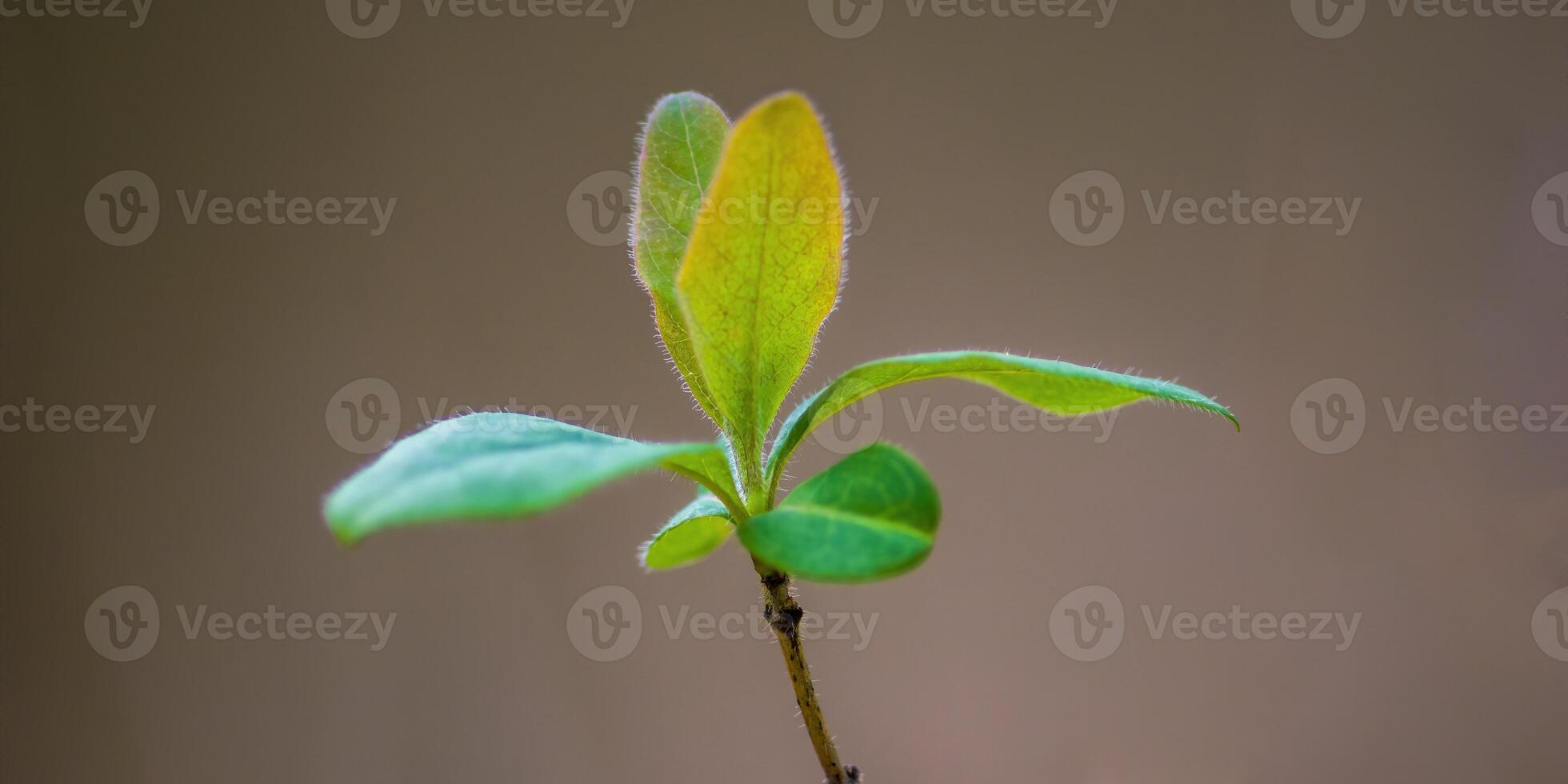een vers Afdeling met groen bladeren in de Woud foto