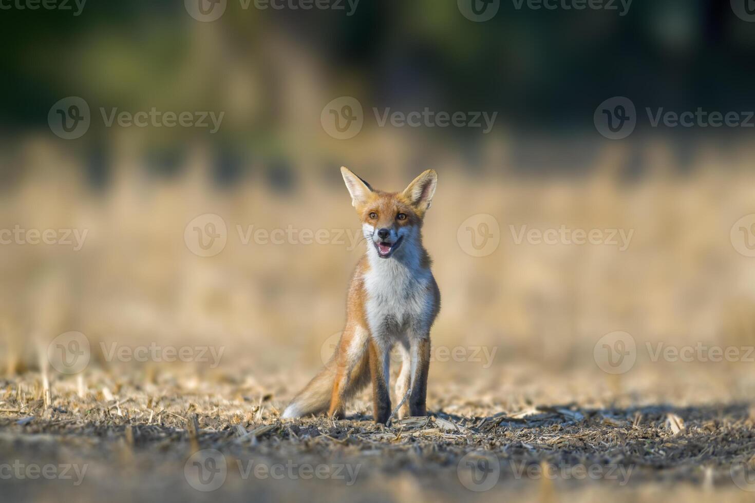 een rood vos jacht- in een weide foto