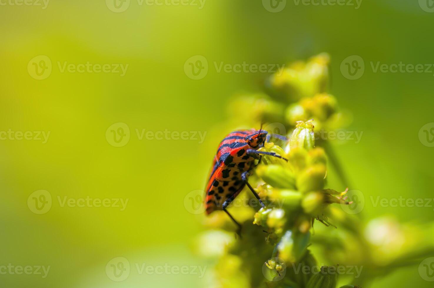 een klein kever insect Aan een fabriek in de weide foto