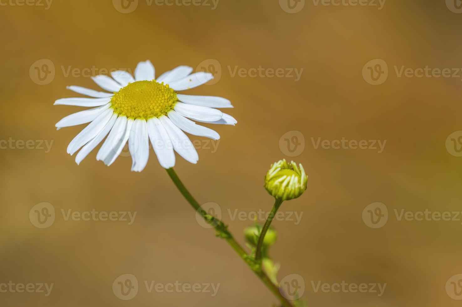 een zacht bloem bloesem in een natuur tuin foto