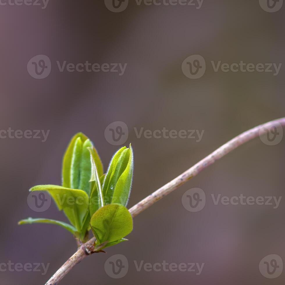 een vers Afdeling met groen bladeren in de Woud foto