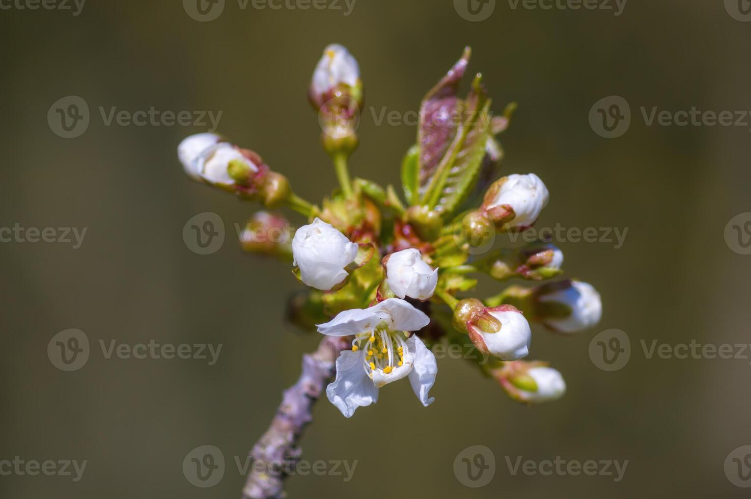 een zacht bloem bloesem in een natuur tuin foto