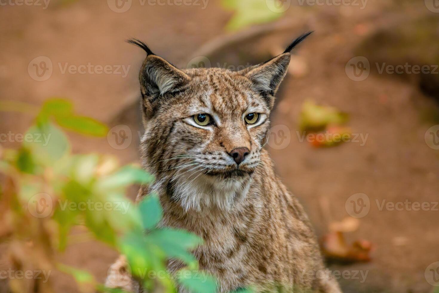 een knap lynx blijft in kleurrijk voorjaar Woud foto