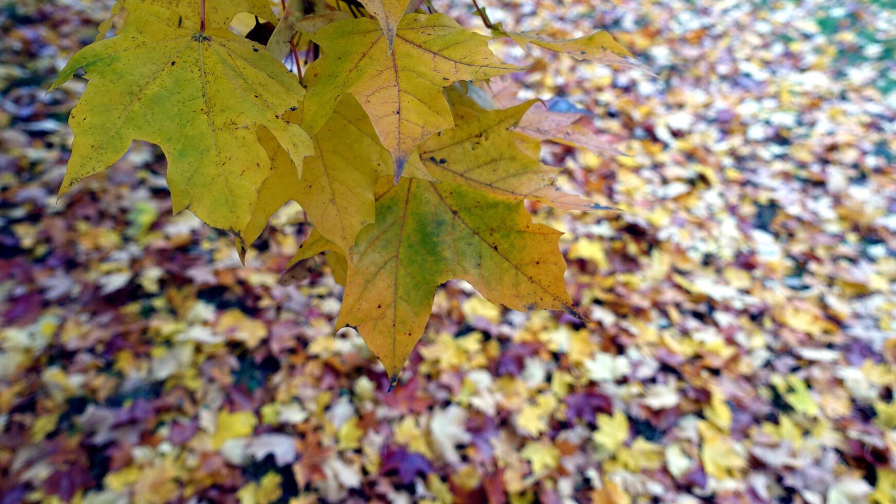 herfst heeft aangekomen in de buitenwijken foto