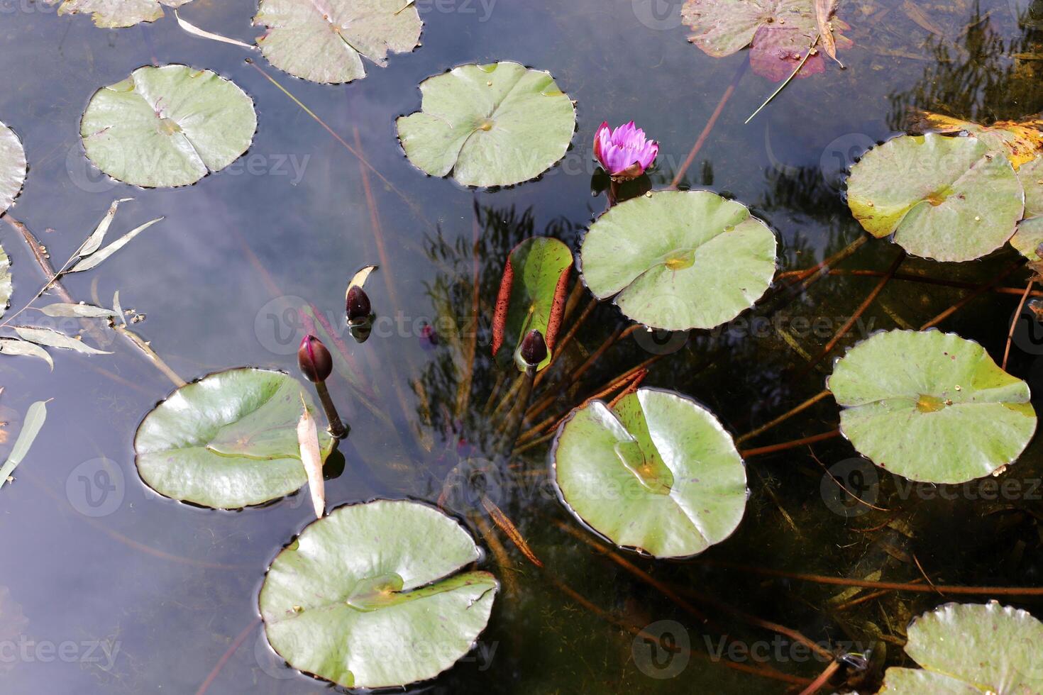 een water lelie groeit in een vers water vijver. foto