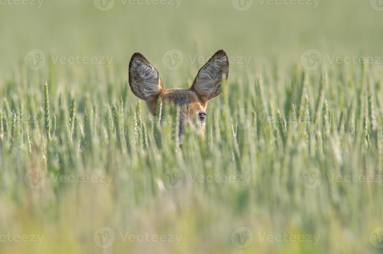 een mooi ree hert doe staat in een groen tarwe veld- in zomer foto