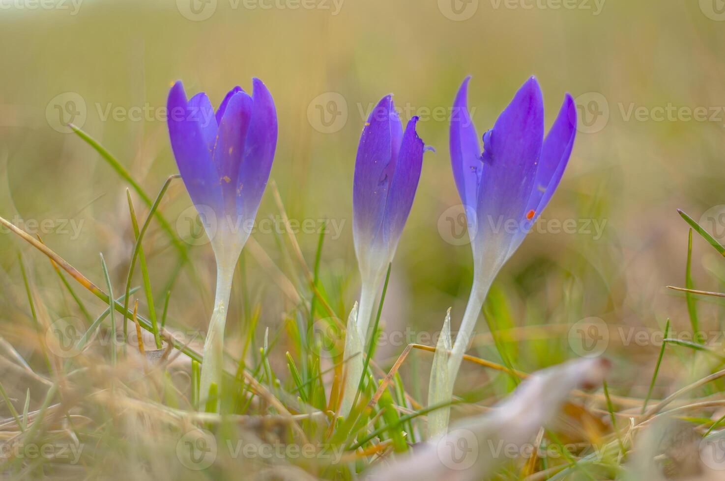 geel blauw wit krokus in voorjaar Pasen seizoen tuin foto