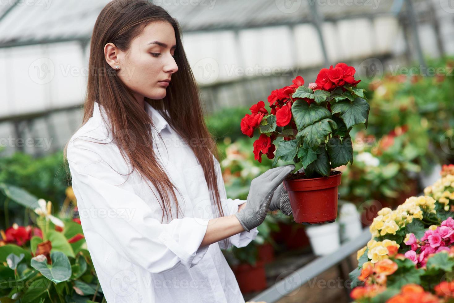 meisje met handschoenen aan haar handen met pot met rode bloemen foto