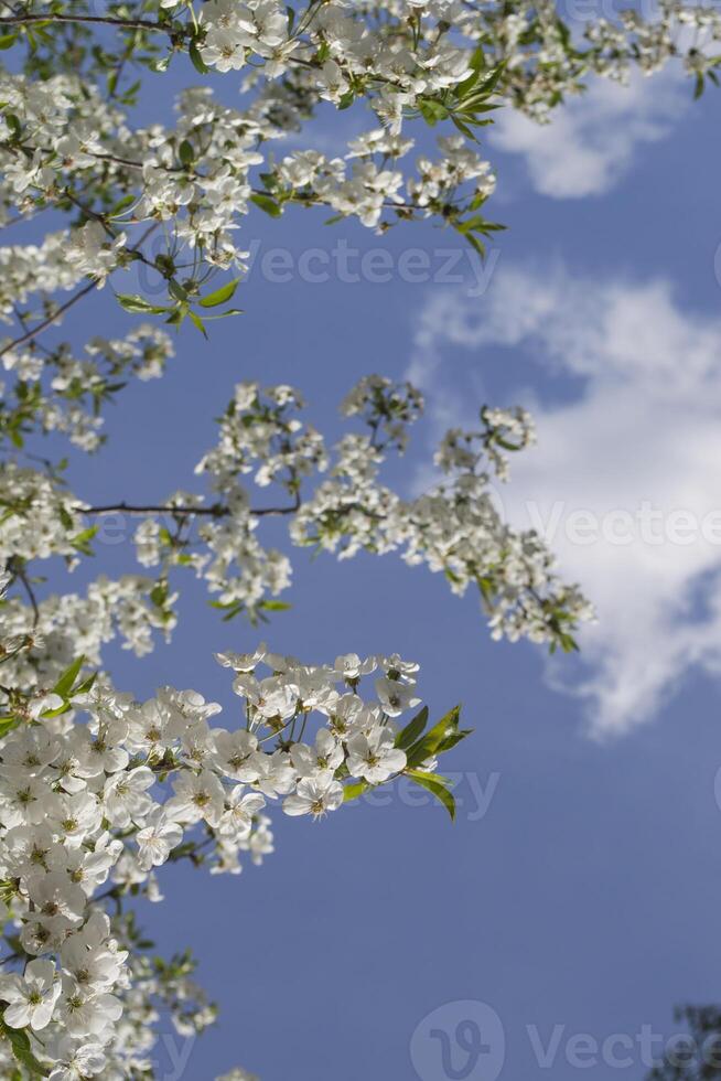 de bloesem takken van boom in de lente. foto