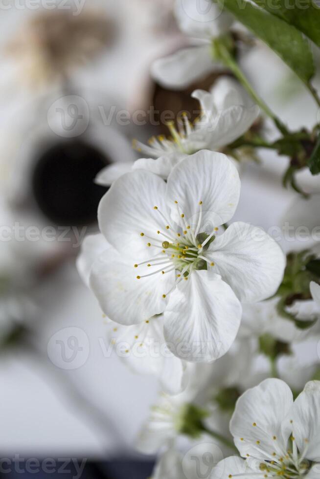 de bloesem takken van boom in de lente. foto