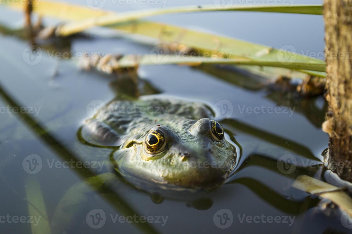 kikker in een vijver, dichtbij omhoog. foto