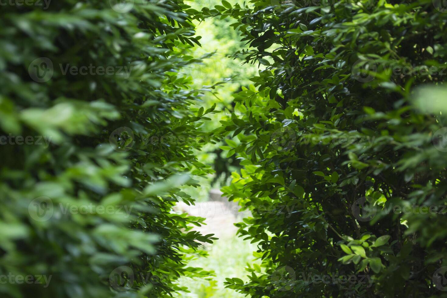 groen bladeren achtergrond. groen behang. foto