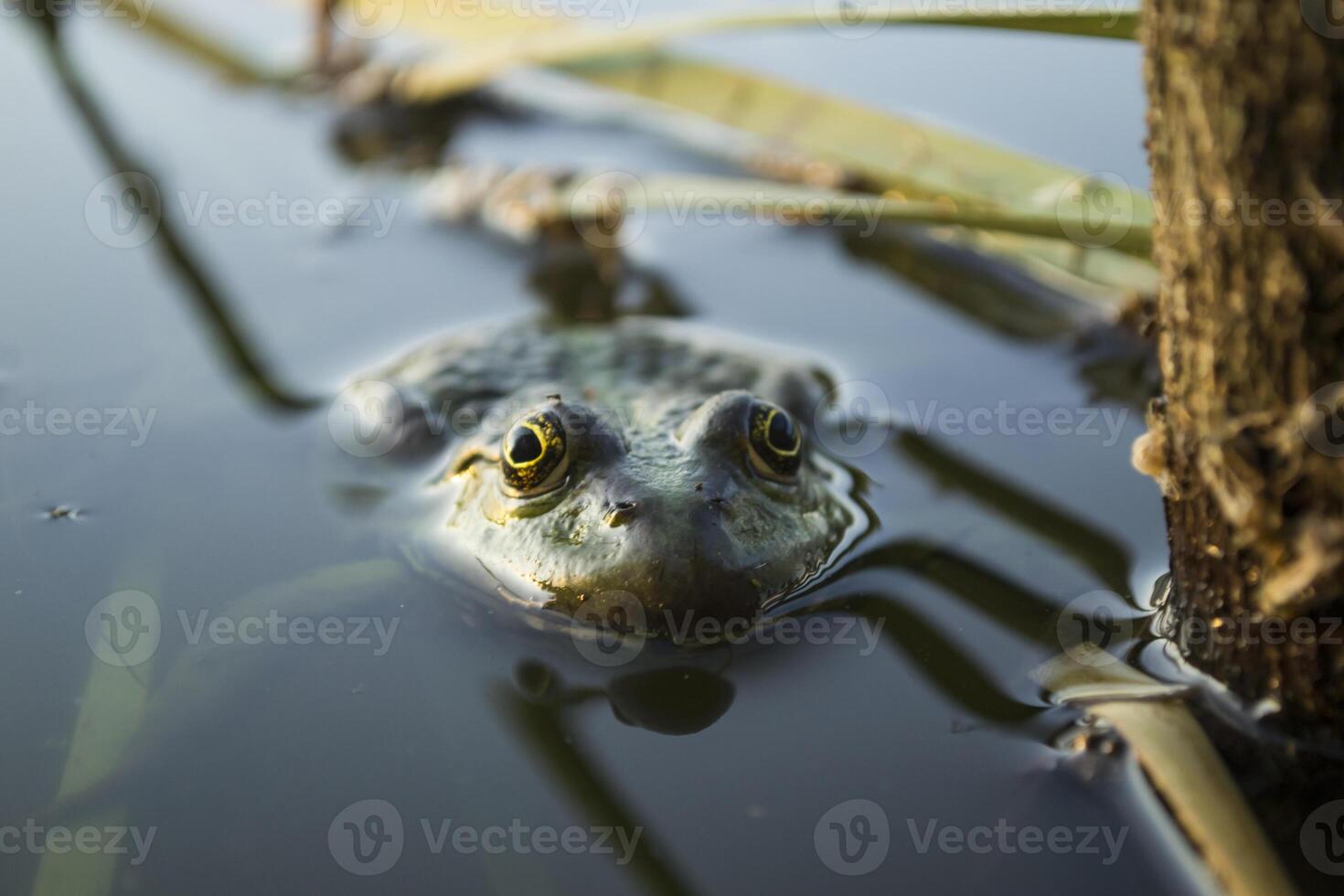 kikker in een vijver, dichtbij omhoog. foto