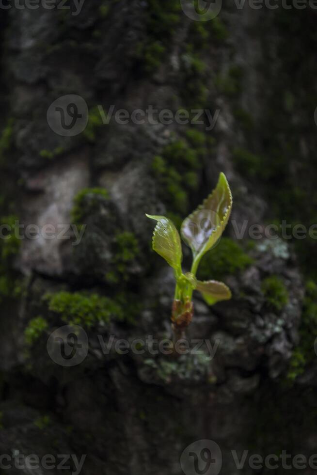 groen mos Aan de kofferbak van boom dichtbij omhoog foto