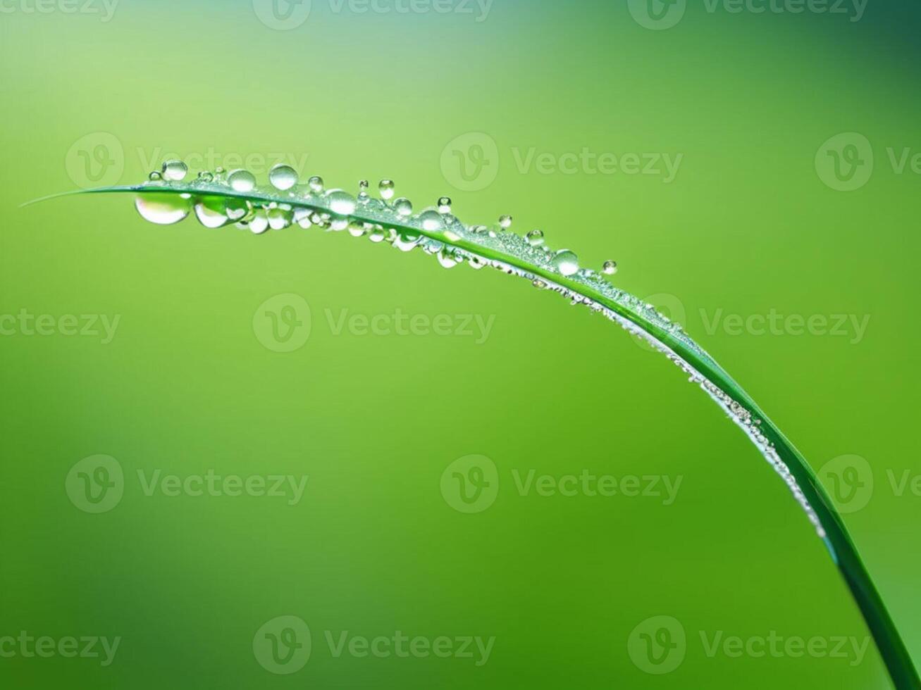 detailopname van groen gras met dauwdruppels in de vroeg ochtend- schijnend in de zonlicht foto