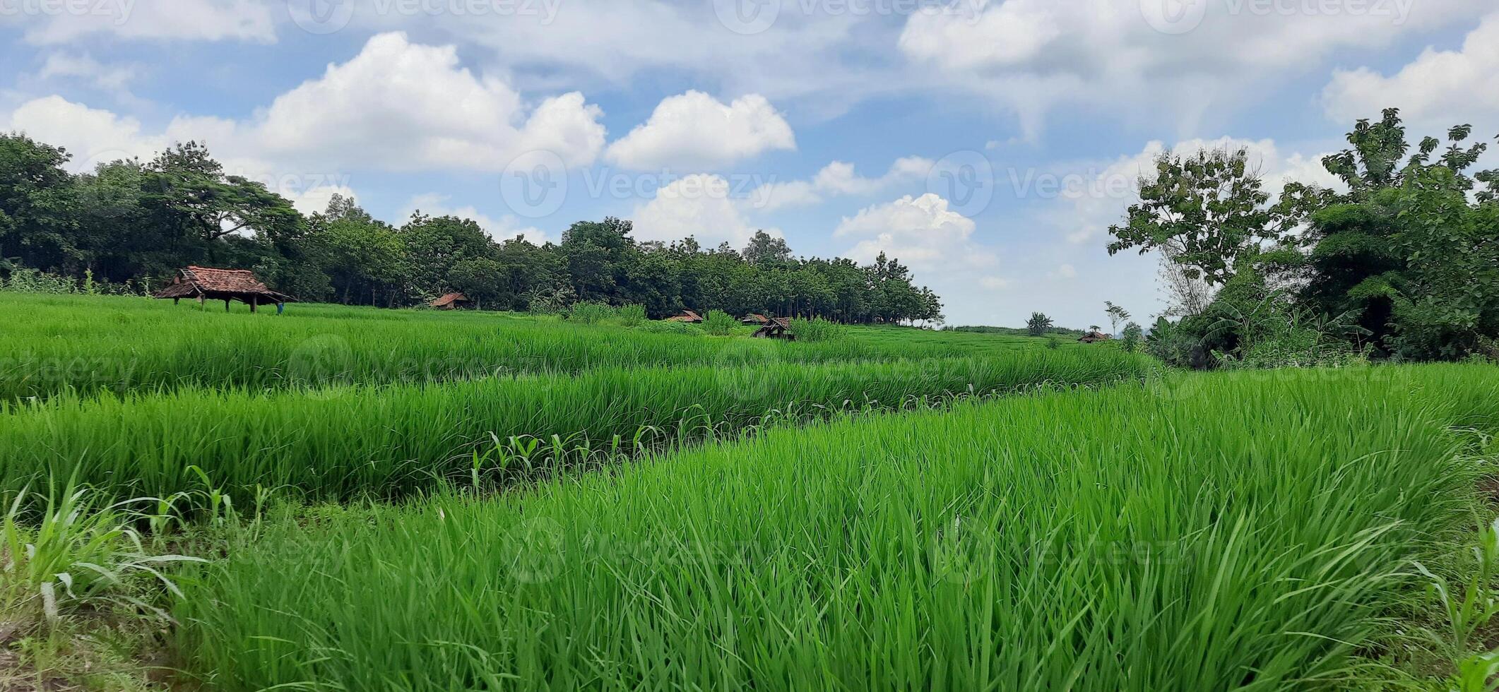 rijst- velden rijstveld is groeit onder de Doorzichtig lucht achtergrond foto