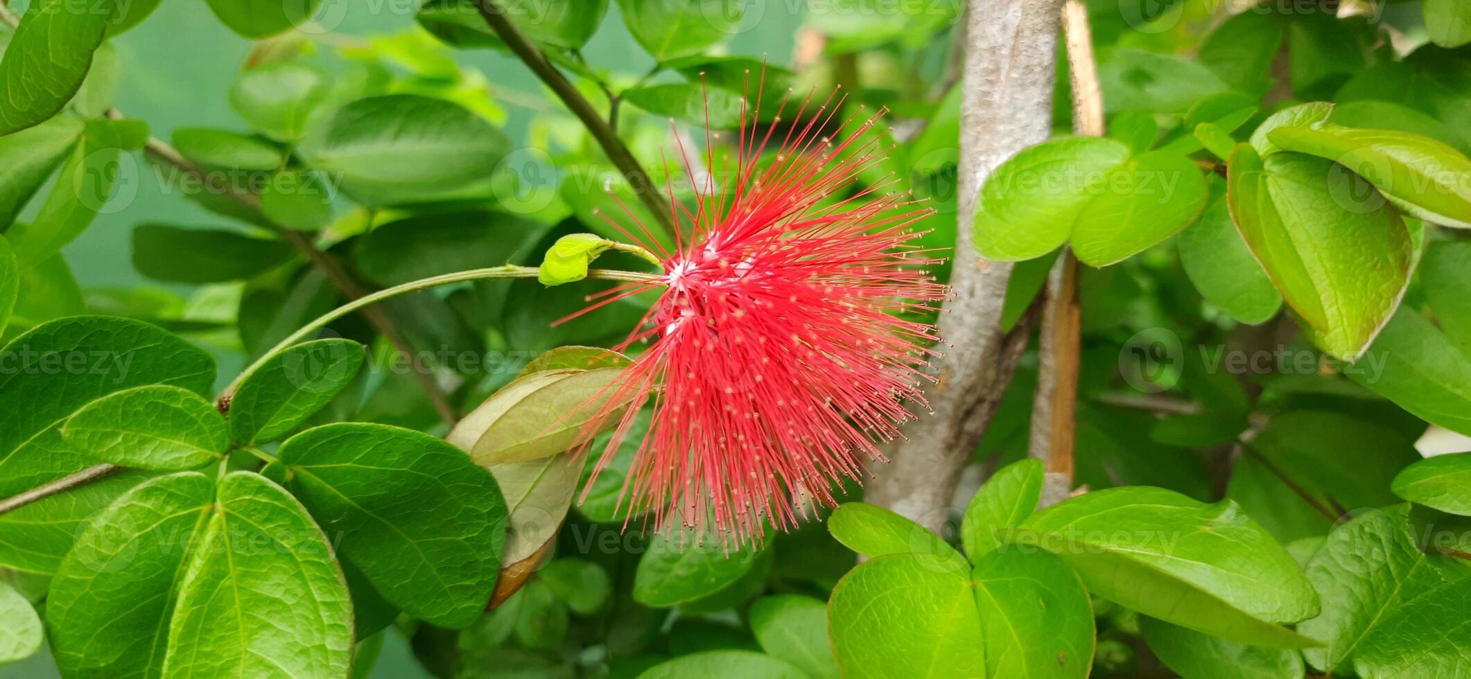 mooi rood calliandra bloemen dat zijn bloeiend in de tuin foto