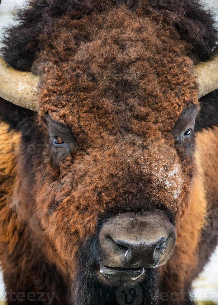 wild Amerikaans bizon Aan de hoog vlaktes van Colorado. zoogdieren van noorden Amerika. foto