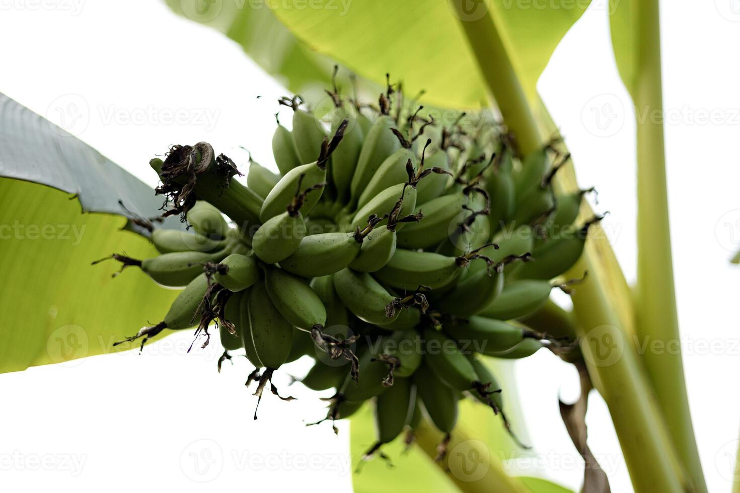 dichtbij omhoog van rauw bananen foto