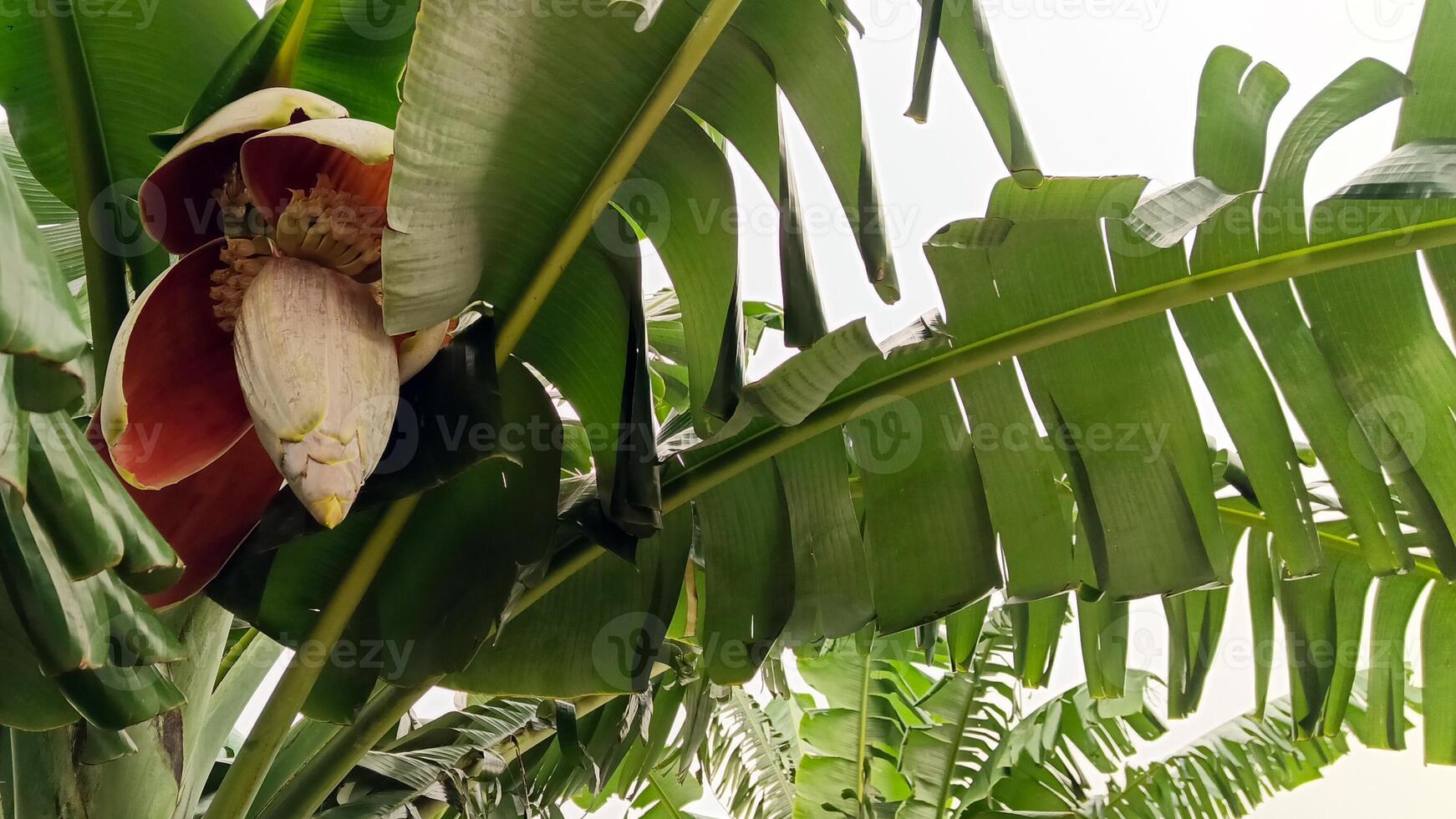 foto van de hart van een banaan boom beginnend naar toenemen