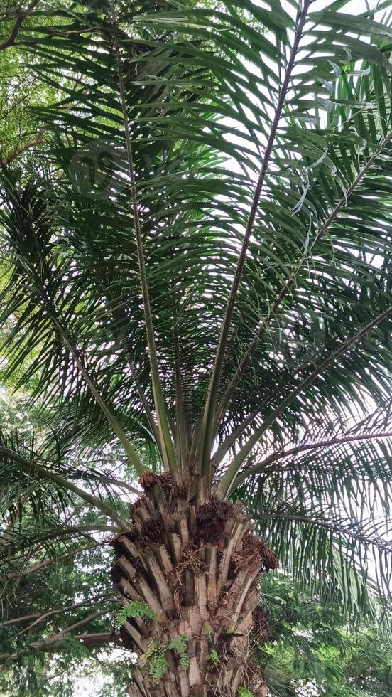 olie palm planten welke zijn gebruikt net zo schaduw bomen in stedelijk gebieden zijn versierd met blauw luchten foto