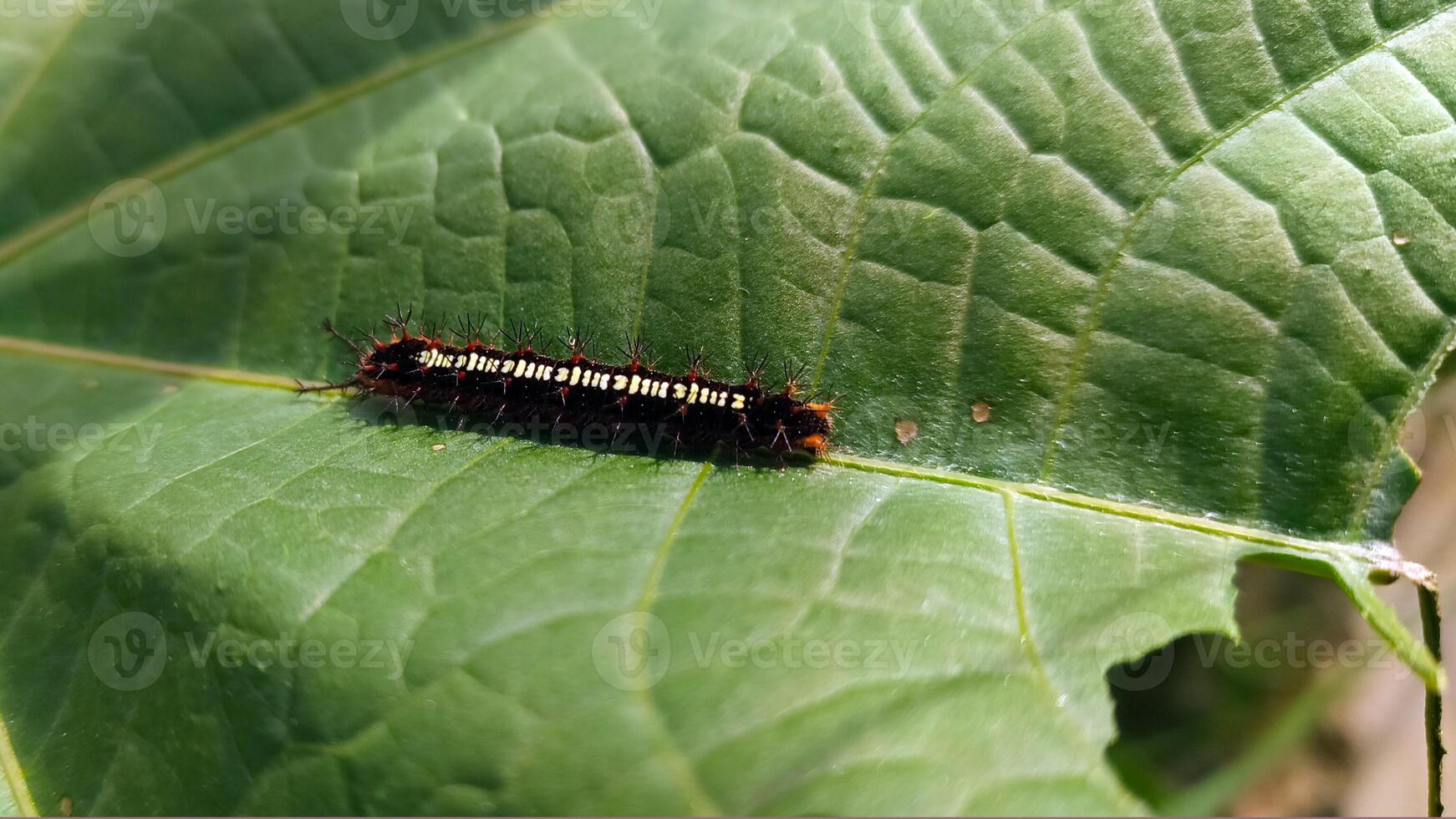 een rups- Aan een groen blad. foto