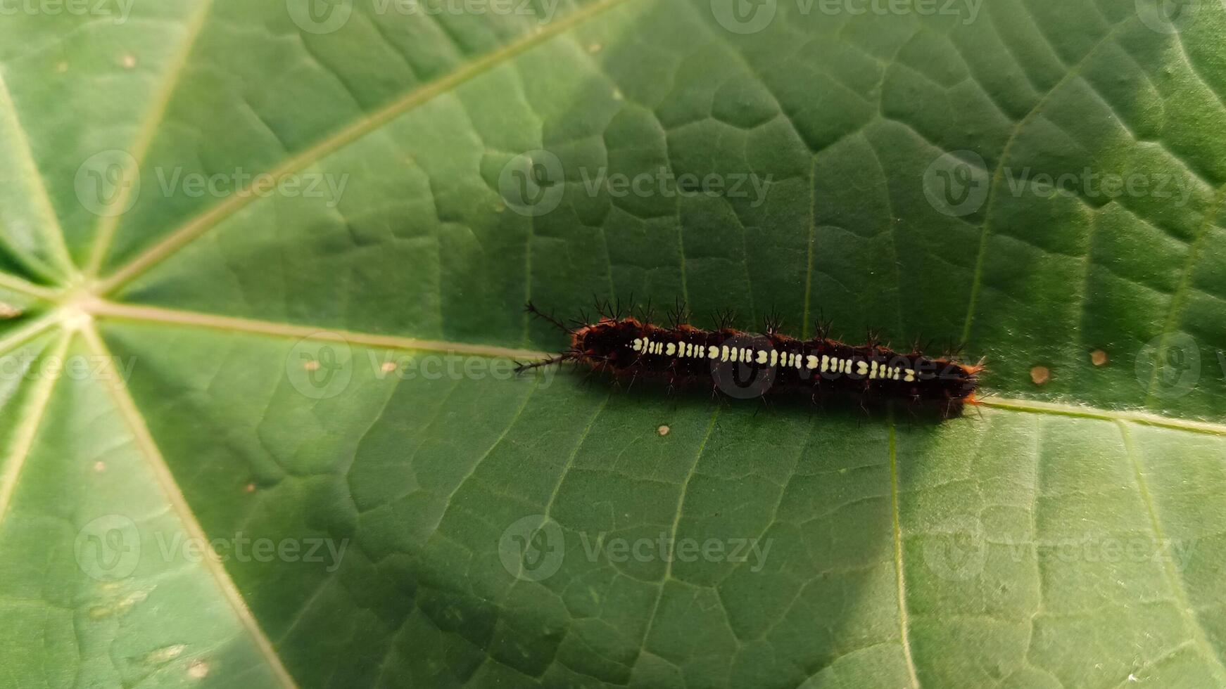 een rups- Aan een groen blad. foto