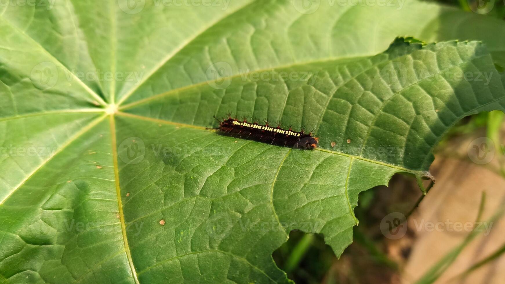 een rups- Aan een groen blad. foto