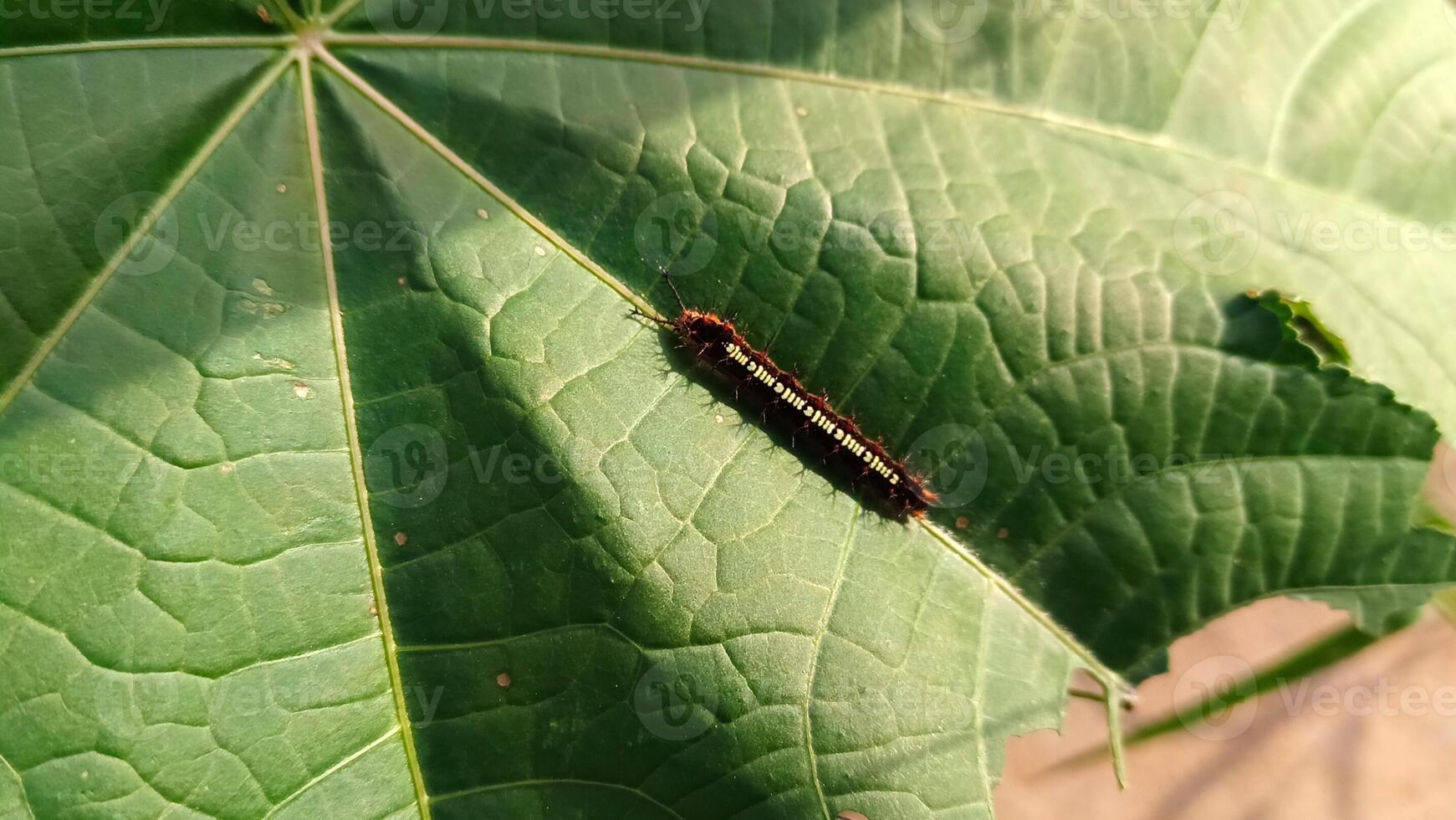 een rups- Aan een groen blad. foto